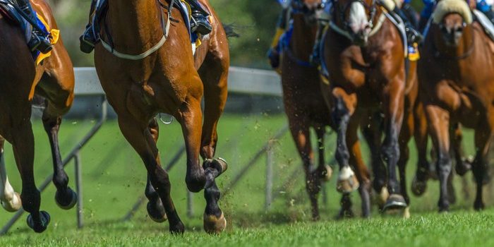 Front View of Turf Horse Race