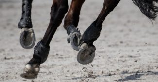 Hooves of Dark Bay Horse on All Weather Surfac