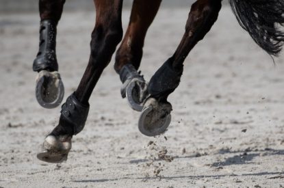 Hooves of Dark Bay Horse on All Weather Surfac