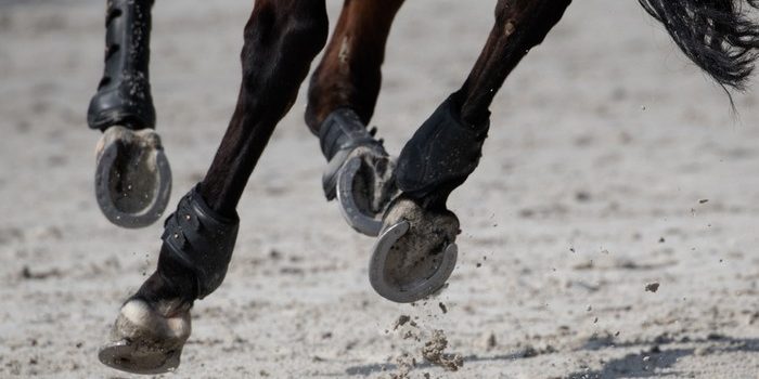 Hooves of Dark Bay Horse on All Weather Surfac