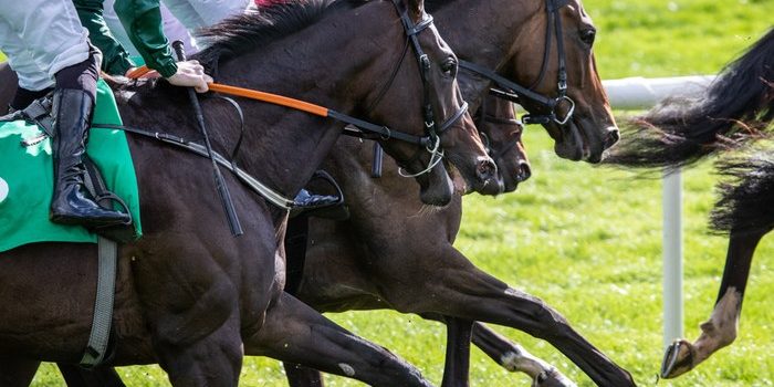 Three Bay Horses During Race