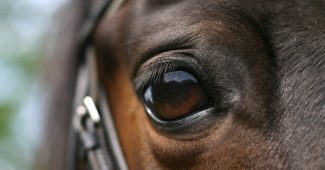 Eye of Dark Bay Horse Close Up