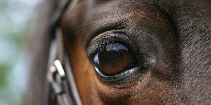 Eye of Dark Bay Horse Close Up