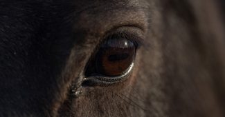 Eye of Dark Bay Horse Close Up