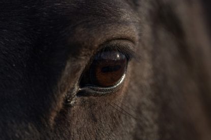 Eye of Dark Bay Horse Close Up