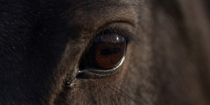 Eye of Dark Bay Horse Close Up