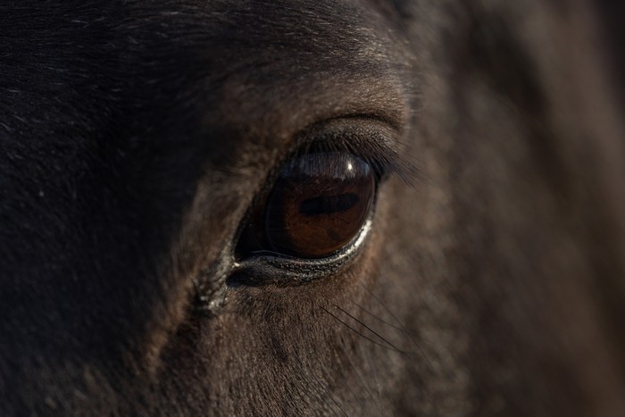 Eye of Dark Bay Horse Close Up