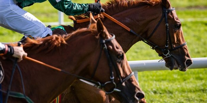 Two Chestnut Horses Racing Head to Head