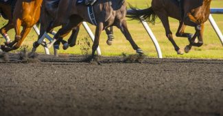 Legs of Horses Running on All Weather Surface