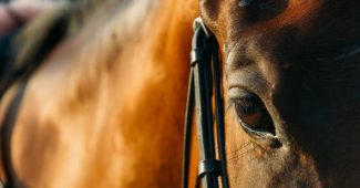 Eye of Bay Racehorse at Low Light