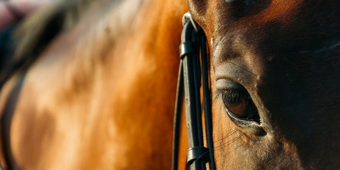 Eye of Bay Racehorse at Low Light