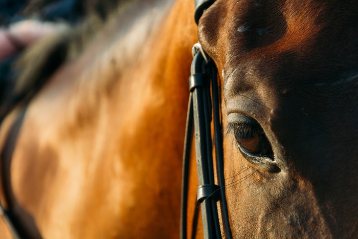 Eye of Bay Racehorse at Low Light