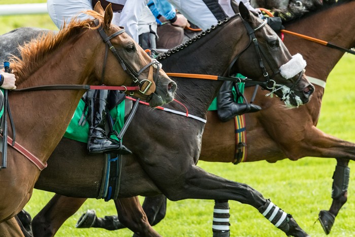 Close Group of Three Horses During Race