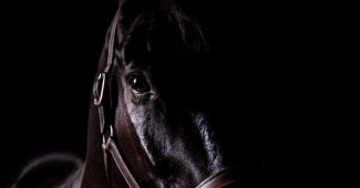 Horse Facing Forward in Darkness
