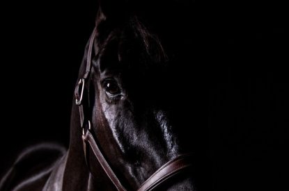Horse Facing Forward in Darkness