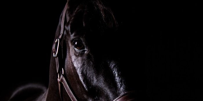 Horse Facing Forward in Darkness