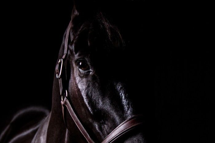 Horse Facing Forward in Darkness