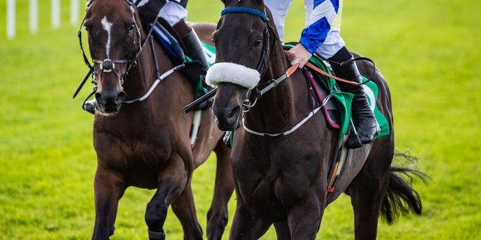 Two Bay Racehorses Galloping