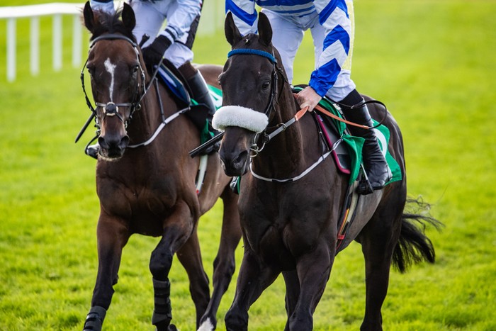 Two Bay Racehorses Galloping