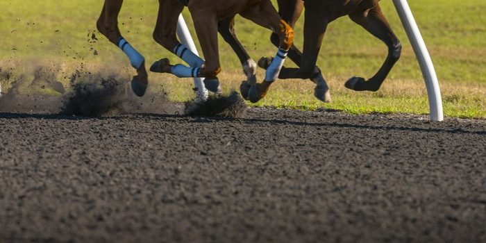Two Horses Racing on All Weather Surface