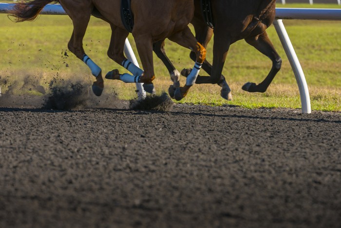 Two Horses Racing on All Weather Surface