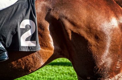 Flank of Horse with Number 2 Saddle Cloth