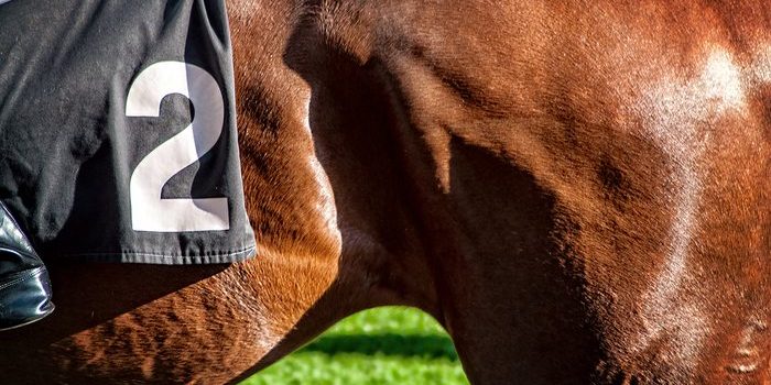 Flank of Horse with Number 2 Saddle Cloth