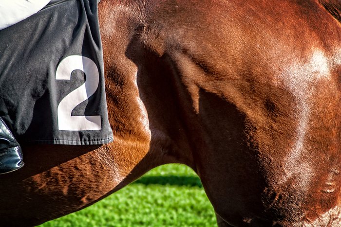 Flank of Horse with Number 2 Saddle Cloth