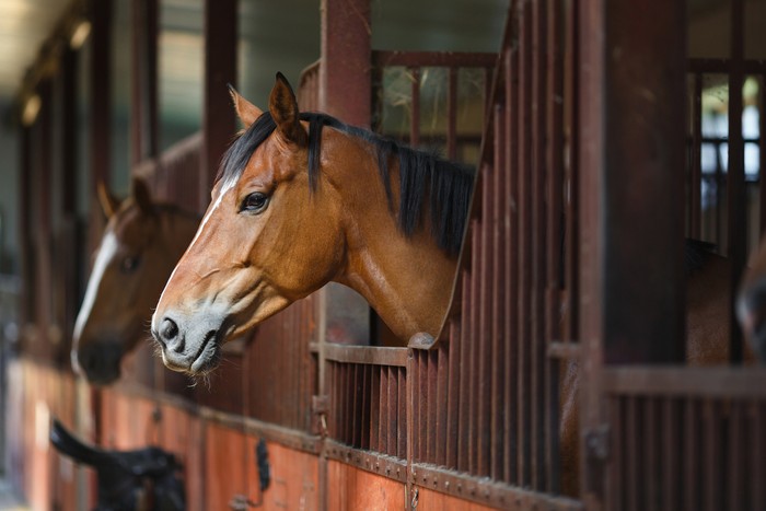 Horse Looking Over Stable Door