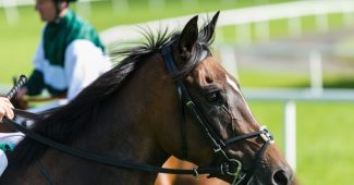 Portrait of Horse Before Race
