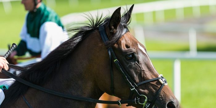 Portrait of Horse Before Race