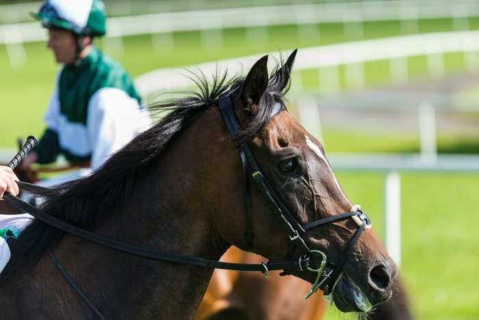 Portrait of Horse Before Race
